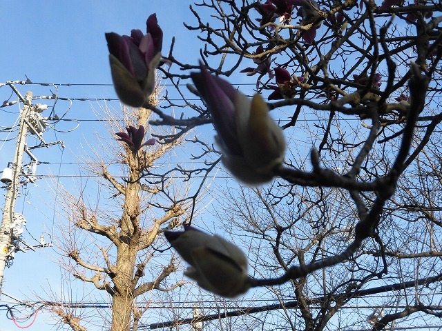 植物は正直だ! 今年はこの時期に早くもハクモクレンが散り始め_f0141310_07373127.jpg