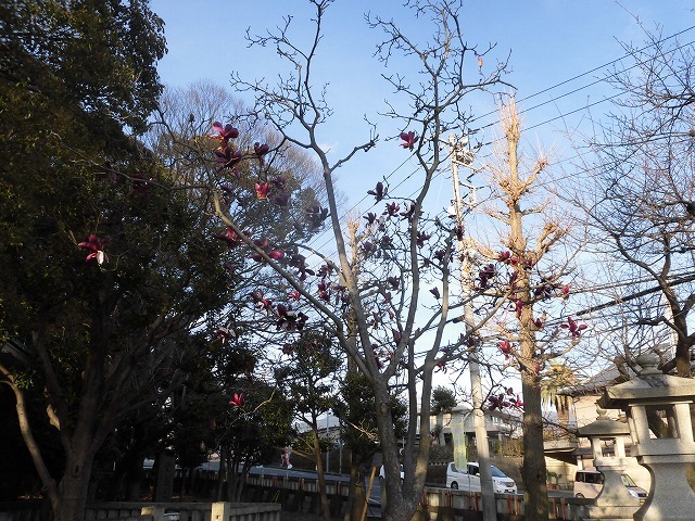 植物は正直だ! 今年はこの時期に早くもハクモクレンが散り始め_f0141310_07374893.jpg