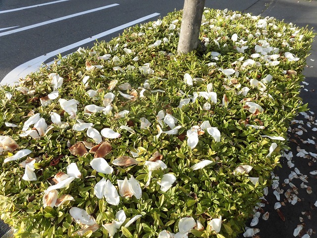 植物は正直だ! 今年はこの時期に早くもハクモクレンが散り始め_f0141310_07375429.jpg