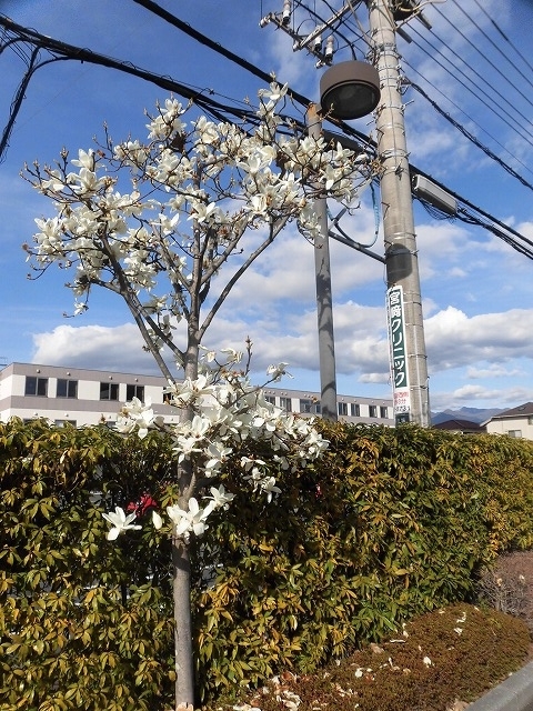 植物は正直だ! 今年はこの時期に早くもハクモクレンが散り始め_f0141310_07380088.jpg