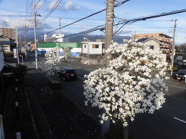 植物は正直だ! 今年はこの時期に早くもハクモクレンが散り始め_f0141310_07381121.jpg