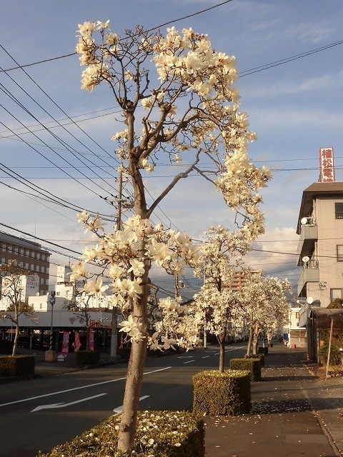 植物は正直だ! 今年はこの時期に早くもハクモクレンが散り始め_f0141310_07381748.jpg