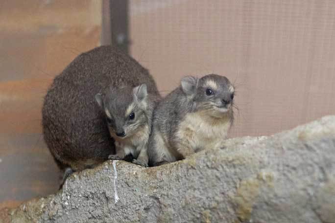 日本初 キボシイワハイラックスの赤ちゃん誕生 埼玉県こども動物自然公園 続々 動物園ありマス