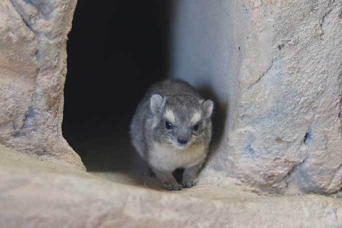 日本初 キボシイワハイラックスの赤ちゃん誕生 埼玉県こども動物自然公園 続々 動物園ありマス