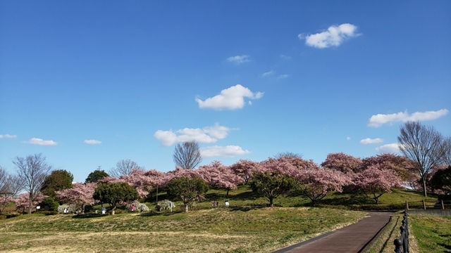 青空と満開の河津桜 スマホ画像 四季折々