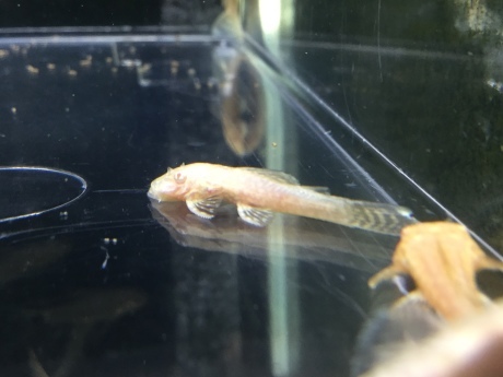 200312 熱帯魚 金魚 めだか 水草_f0189122_12341669.jpeg