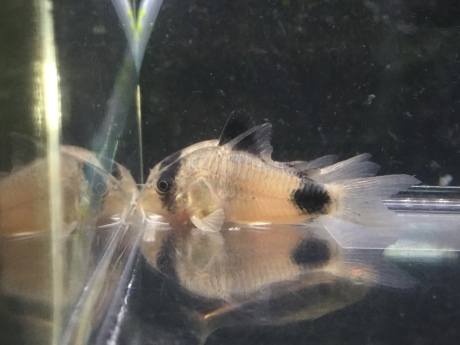 200312 熱帯魚 金魚 めだか 水草_f0189122_12342902.jpeg