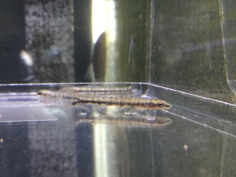 200312 熱帯魚 金魚 めだか 水草_f0189122_12344161.jpeg