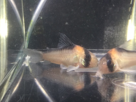200312 熱帯魚 金魚 めだか 水草_f0189122_12345588.jpeg