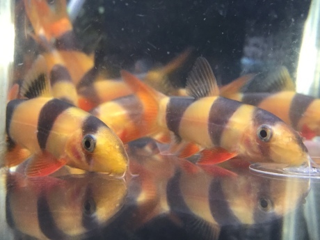 200312 熱帯魚 金魚 めだか 水草_f0189122_12352029.jpeg