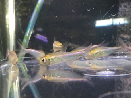 200312 熱帯魚 金魚 めだか 水草_f0189122_12353638.jpeg