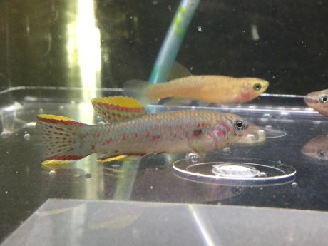 200312 熱帯魚 金魚 めだか 水草_f0189122_12354795.jpeg