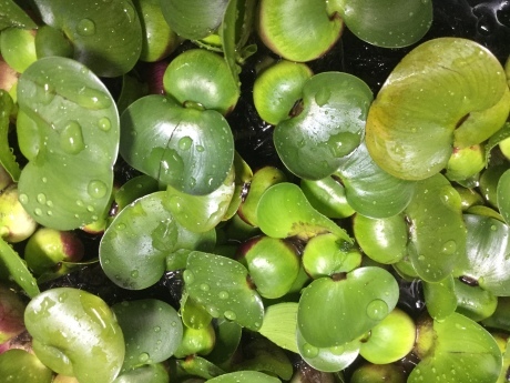 200312 熱帯魚 金魚 めだか 水草_f0189122_12360465.jpeg