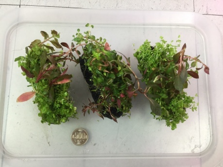 200312 熱帯魚 金魚 めだか 水草_f0189122_12362671.jpeg