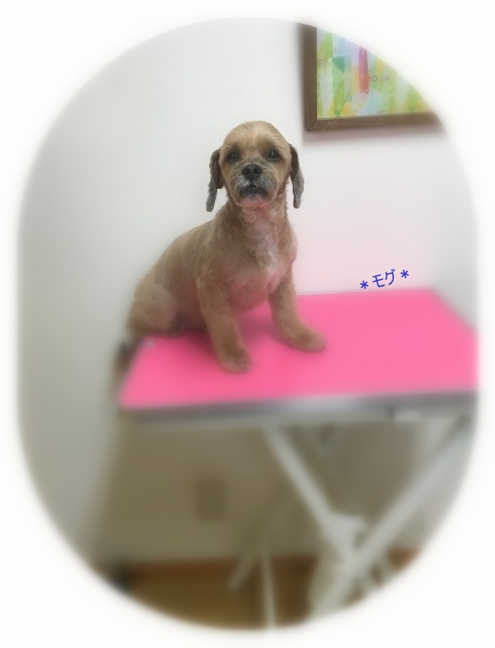 ハムくん3兄弟_a0315823_19423268.jpg