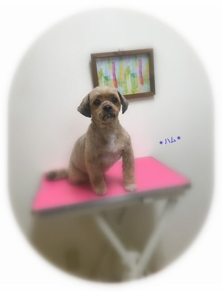ハムくん3兄弟_a0315823_19423913.jpg