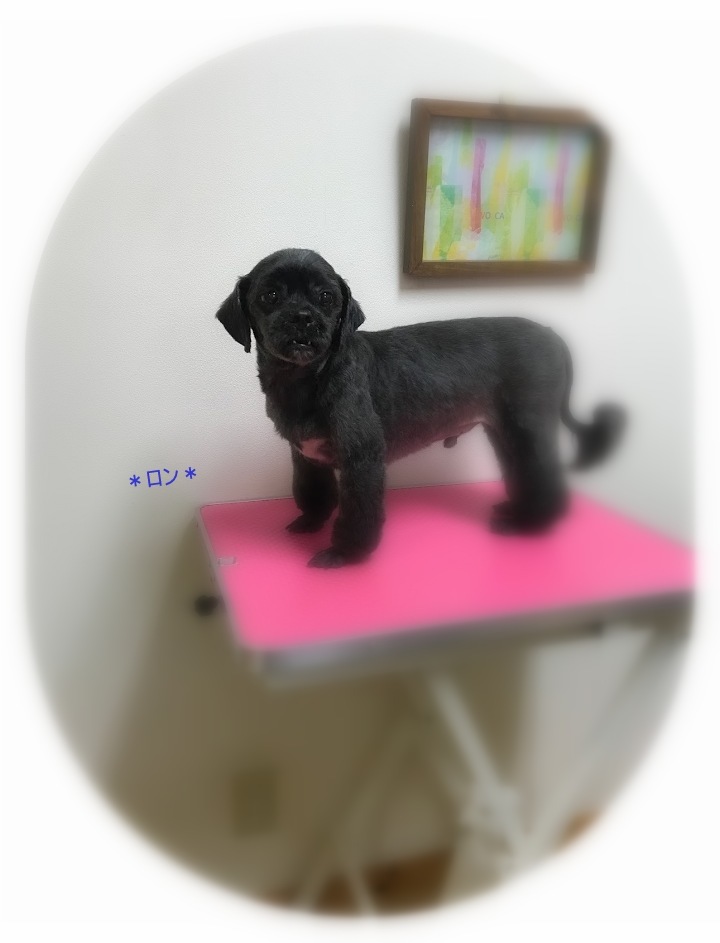 ハムくん3兄弟_a0315823_19424679.jpg