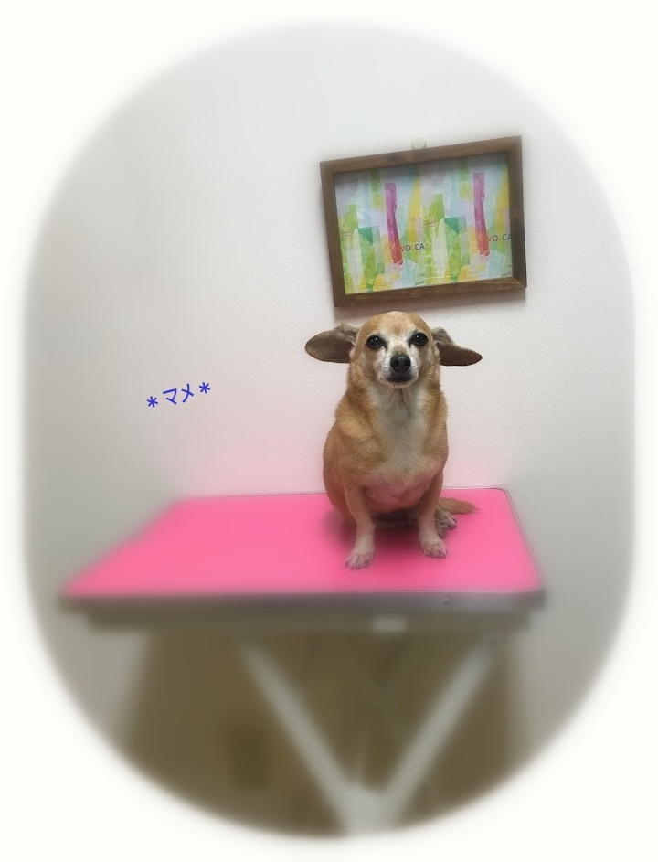 マメくん_a0315823_19425865.jpg