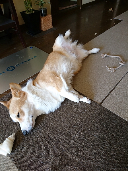 ’19年 11月ダイジェスト_e0071225_00043260.jpg