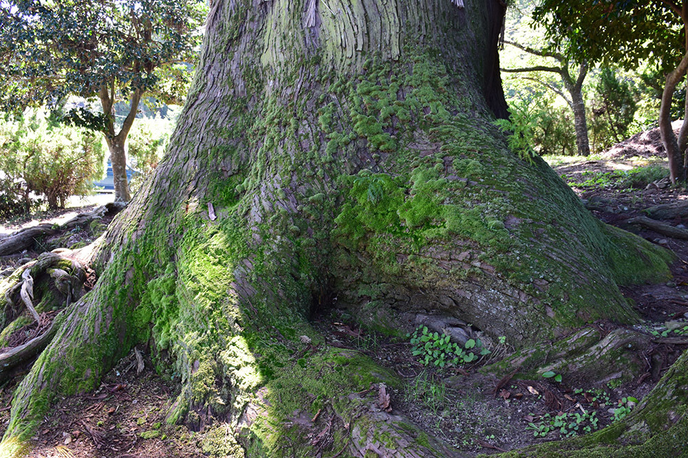 樹齢８００年の巨樹、安田の大杉。_e0158128_20133012.jpg