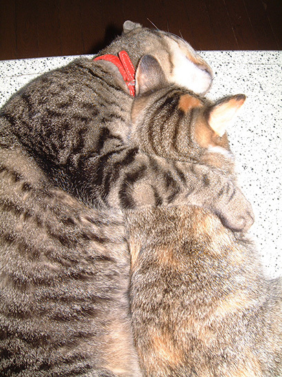 プーちゃんの命日_a0028451_12024102.jpg
