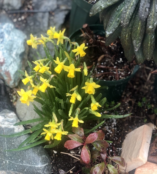 春の芽吹きや蕾達♡と、ノイバラの生命力♫_a0396654_12510073.jpeg