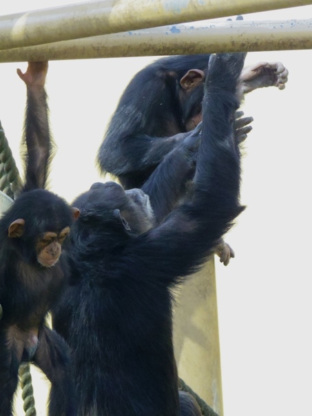 意外と不器用？なローラさん[京都市動物園]_b0409054_16125554.jpg