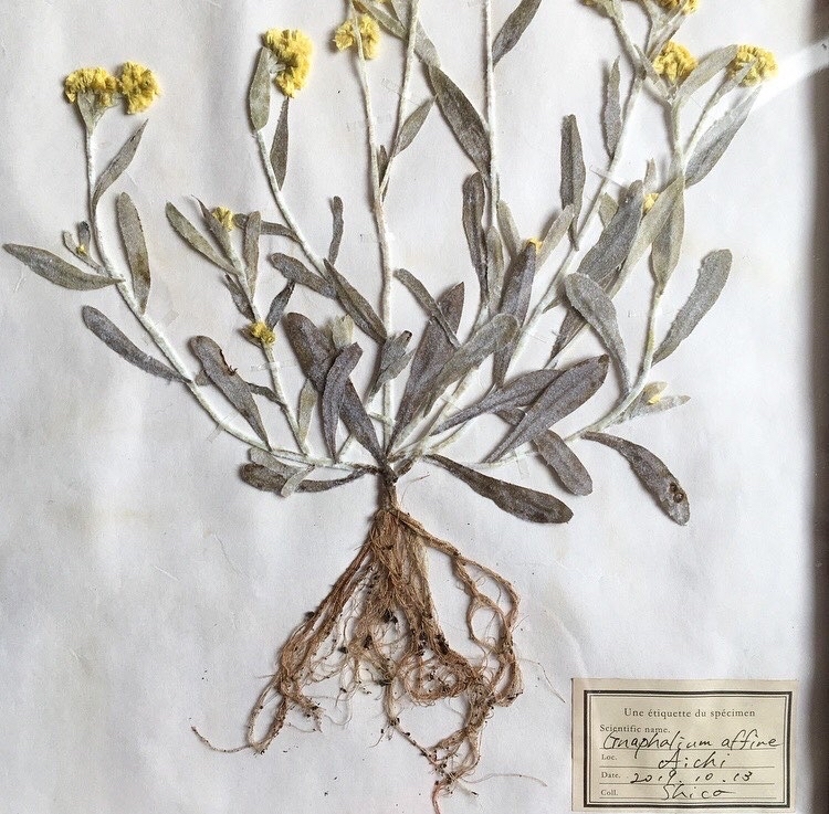 【三月のワルツ】出展者のご紹介　布花 詩古さん。_e0060555_14215782.jpg