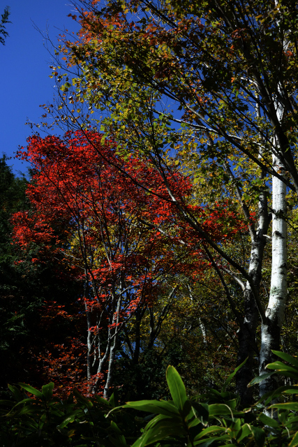 大川入山　紅葉　　20181021_d0187359_13272112.jpg