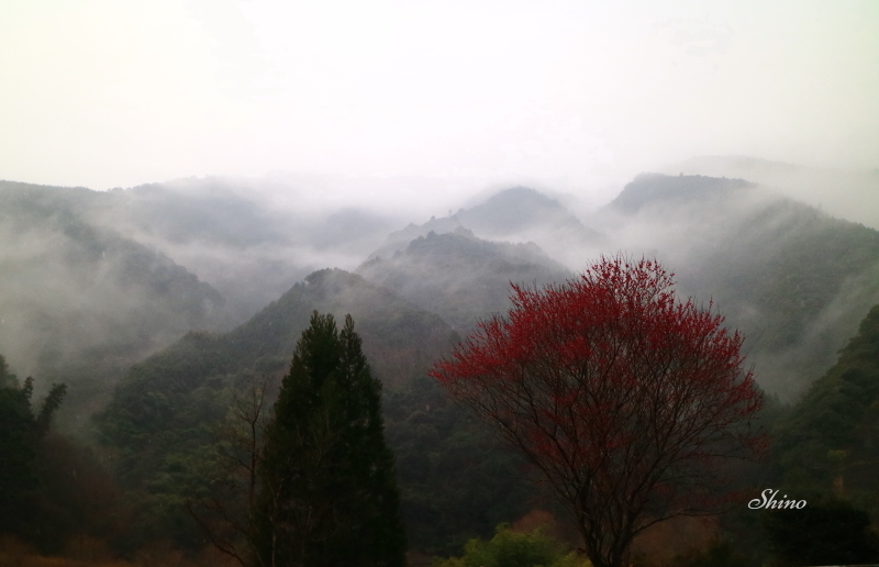 雨の朝_c0250376_06153974.jpg