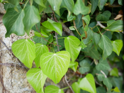 やっぱり野の花が好き_f0054677_08133590.jpeg