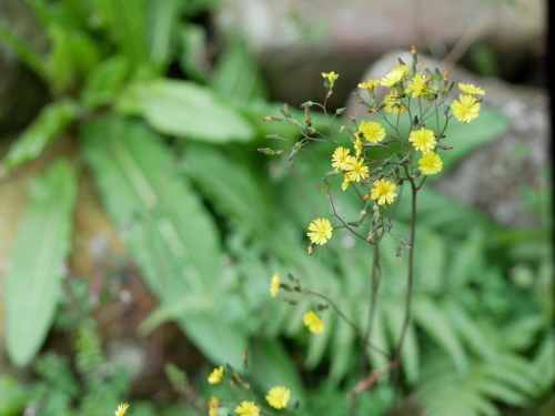 やっぱり野の花が好き_f0054677_08135682.jpeg
