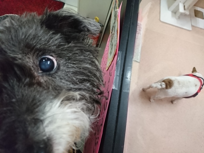 こつぶ 9回目の点滴_f0055395_18515039.jpg