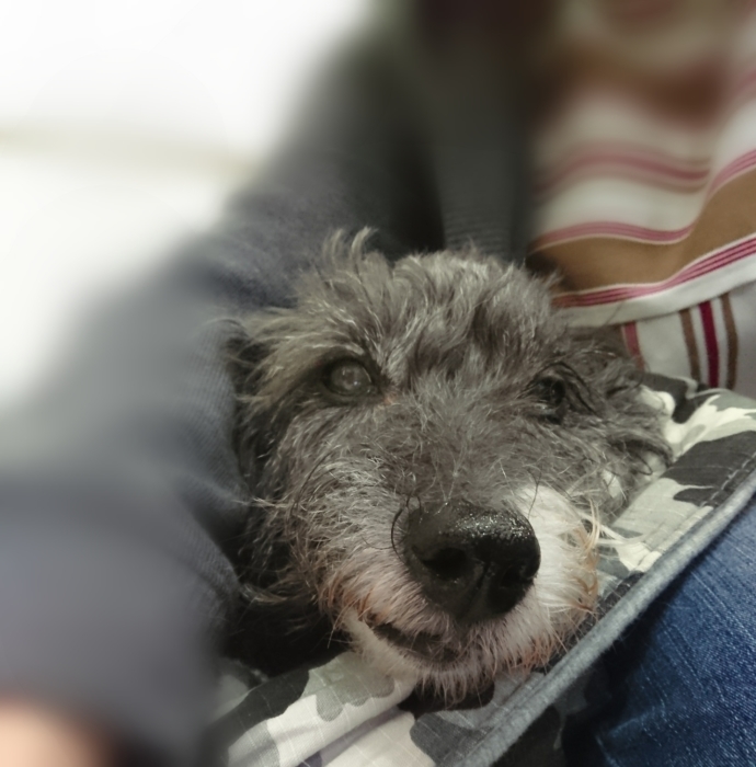 こつぶ 9回目の点滴_f0055395_18543517.jpg