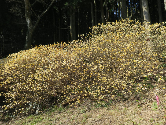 見ごろを迎えた西方寺ミツマタと窓の迫を周回　2020.03.06_a0166196_10532373.jpg