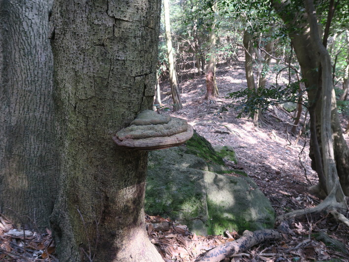 見ごろを迎えた西方寺ミツマタと窓の迫を周回　2020.03.06_a0166196_105736.jpg