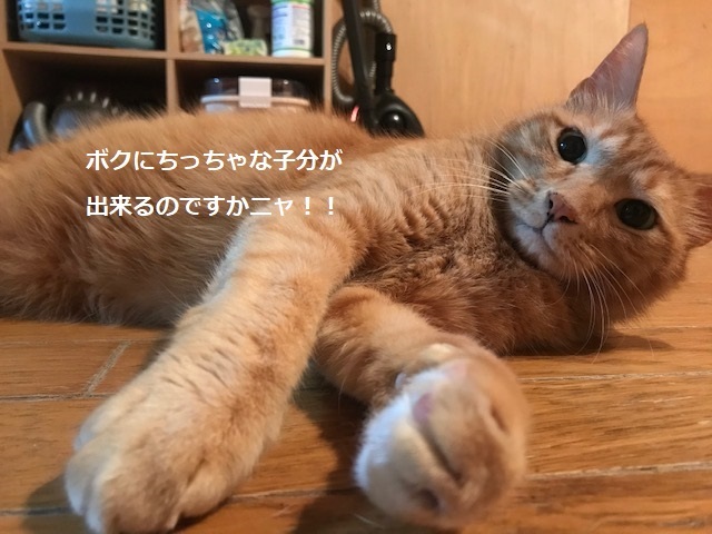 換毛期_f0242002_20210935.jpg