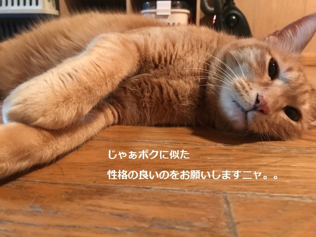 換毛期_f0242002_20211655.jpg