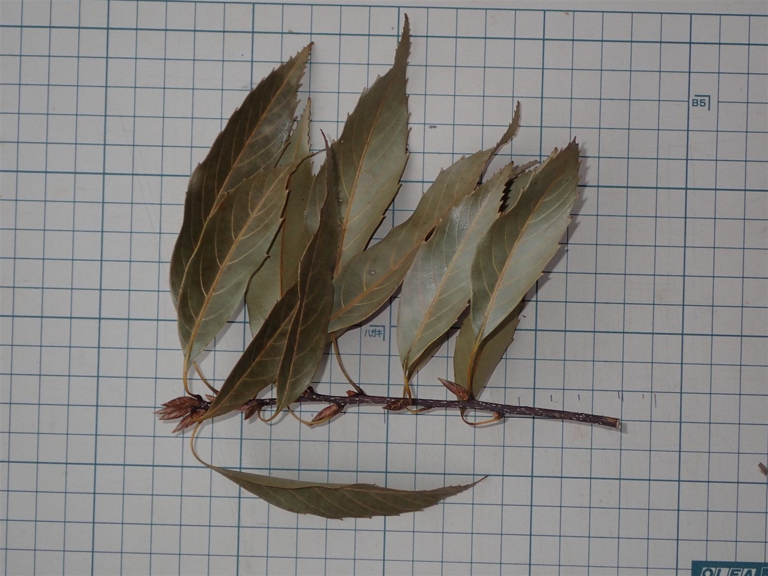 愛媛県のハナガガシは変わり者?_d0272107_18121628.jpg