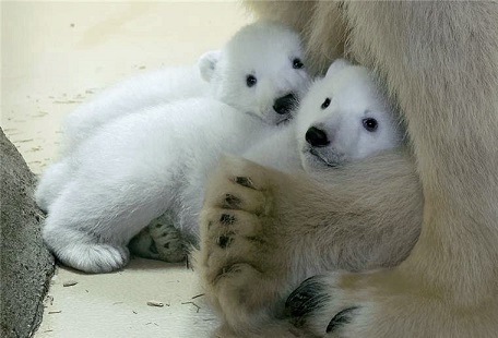 ドイツ・ブレーマーハーフェン臨海動物園の双子の赤ちゃんの名前の公募が始まる_a0151913_22455263.jpg