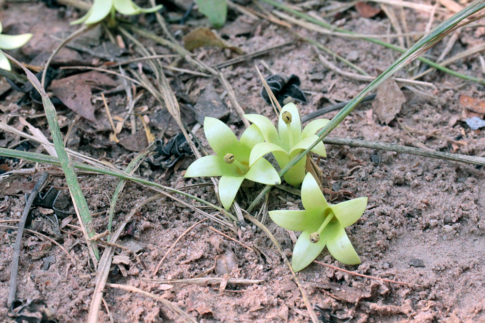 クバルスピアン4, Kbal Spean 翠 -Siem Reap-2012-_d0011713_10372204.jpg