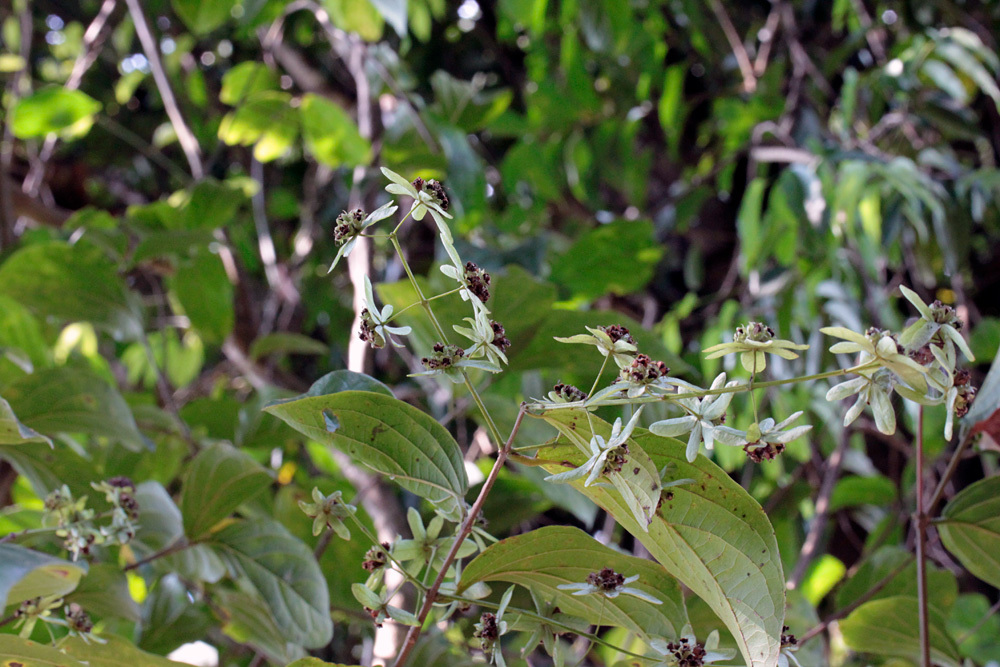 クバルスピアン4, Kbal Spean 翠 -Siem Reap-2012-_d0011713_10375391.jpg
