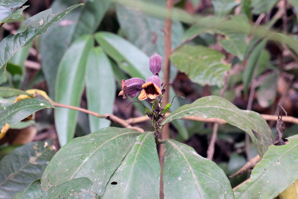 クバルスピアン4, Kbal Spean 翠 -Siem Reap-2012-_d0011713_10380518.jpg