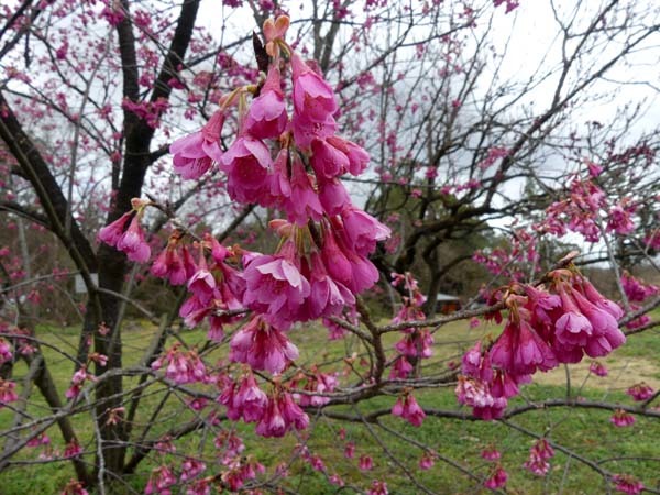 早咲き桜　植物園_e0048413_17242115.jpg