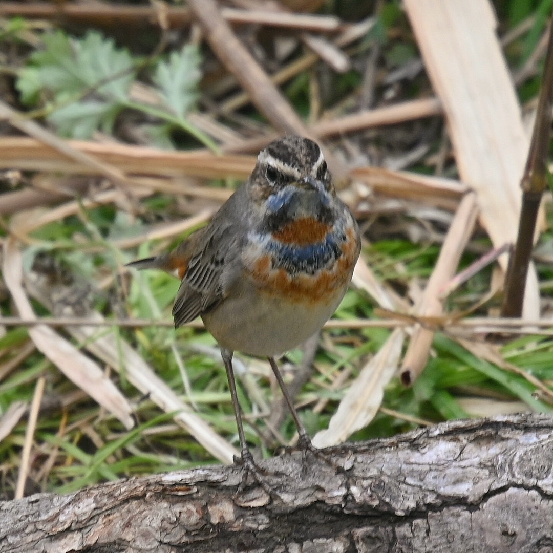 淀川 オガワコマドリ ヒバリ他 不定期更新 彩都付近の自然観察日記