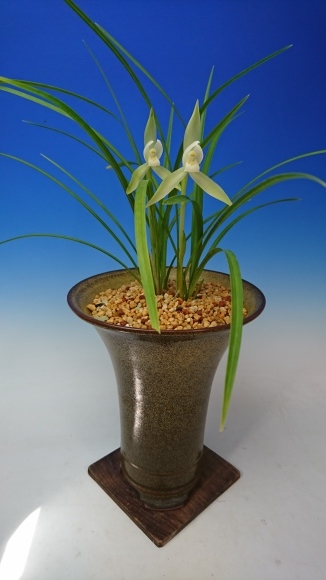 中国春蘭 白雲 : 蘭万園日記