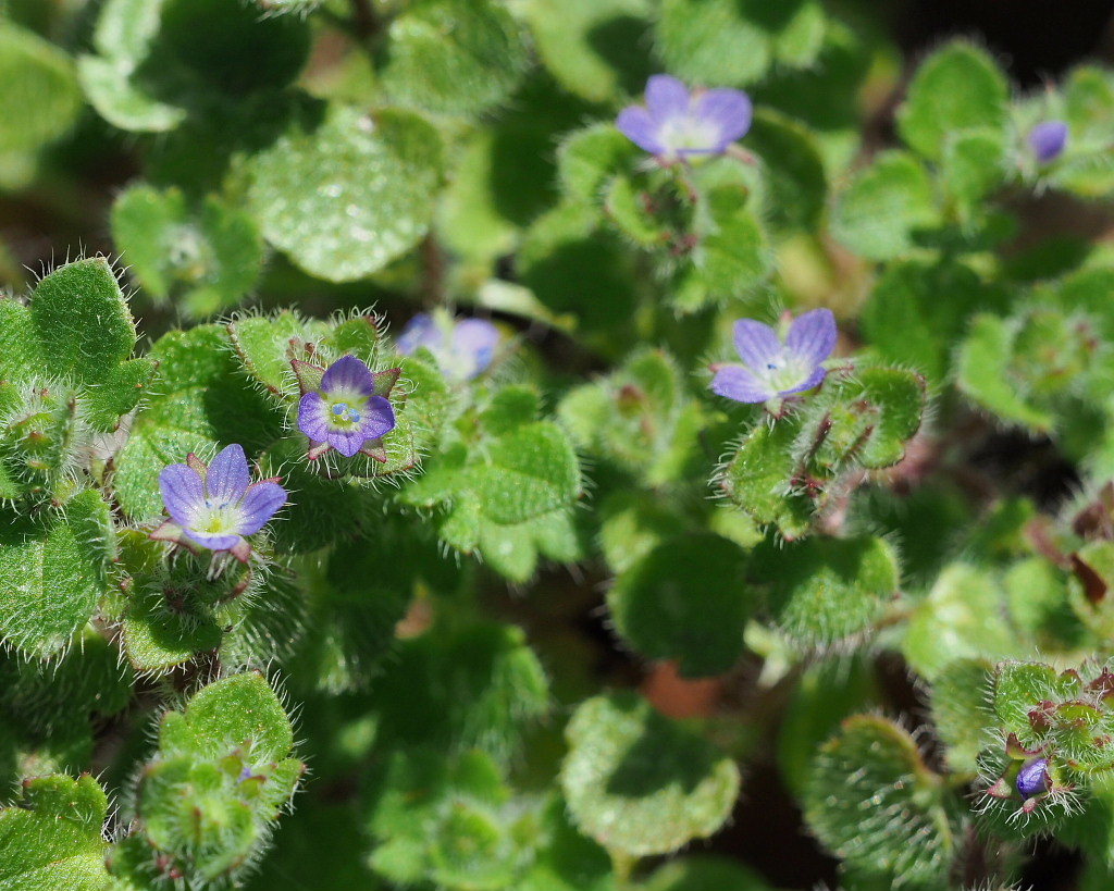 「ラブリバー親水公園うぬき」から 春の花_c0305565_17360526.jpg