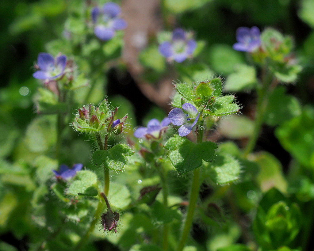 「ラブリバー親水公園うぬき」から 春の花_c0305565_17362040.jpg