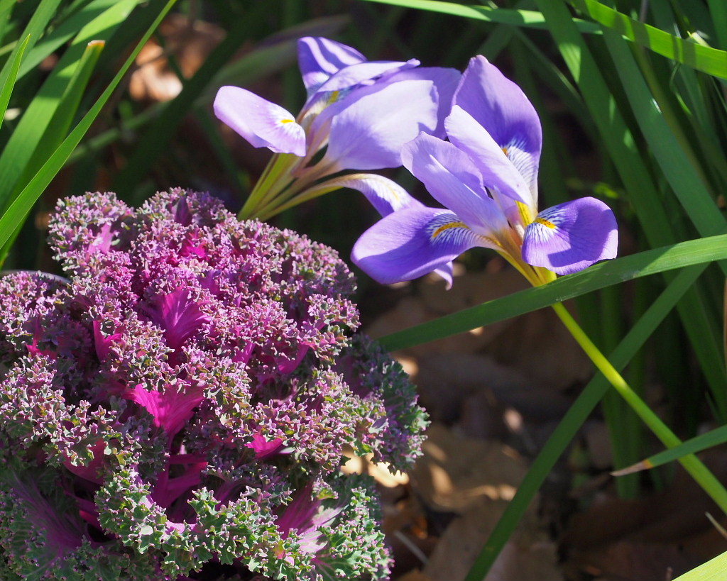 「ラブリバー親水公園うぬき」から 春の花_c0305565_17380499.jpg