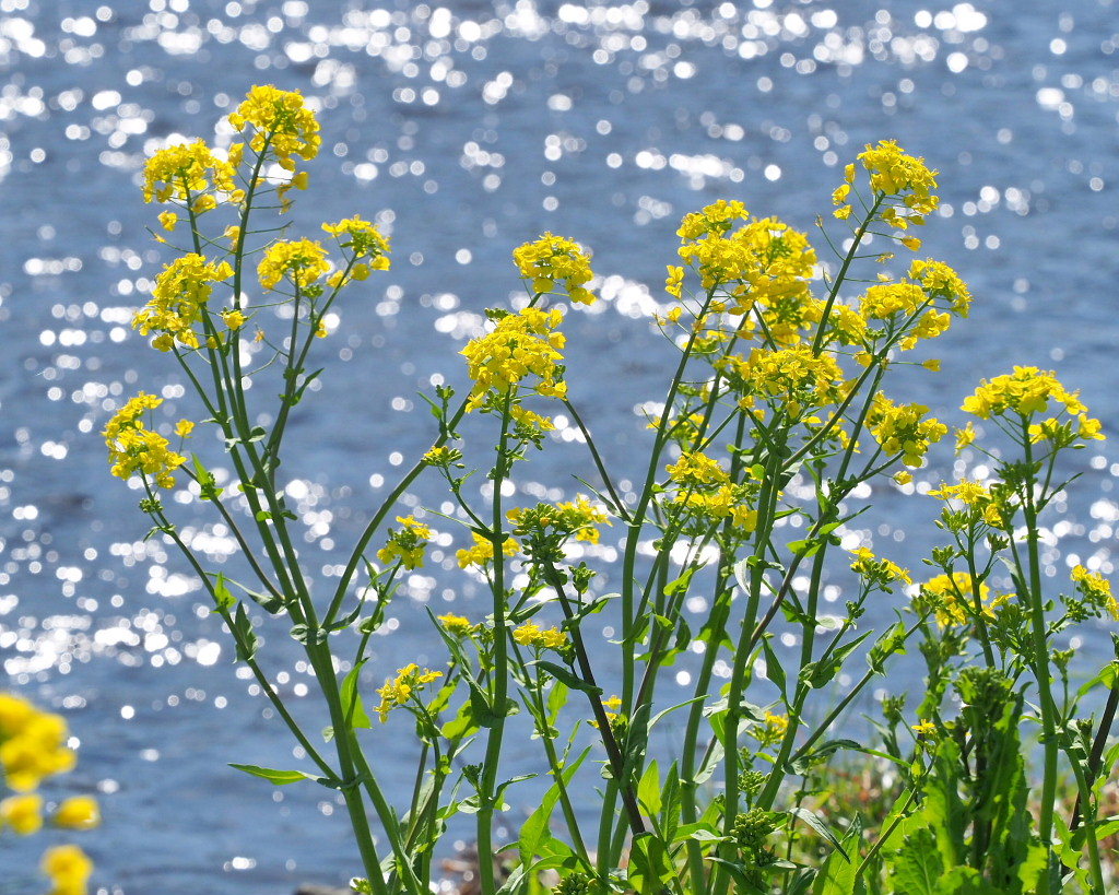 「ラブリバー親水公園うぬき」から 春の花_c0305565_17384818.jpg